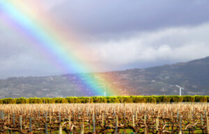 Taste the Rainbow Wine 101 Wine Tasting 